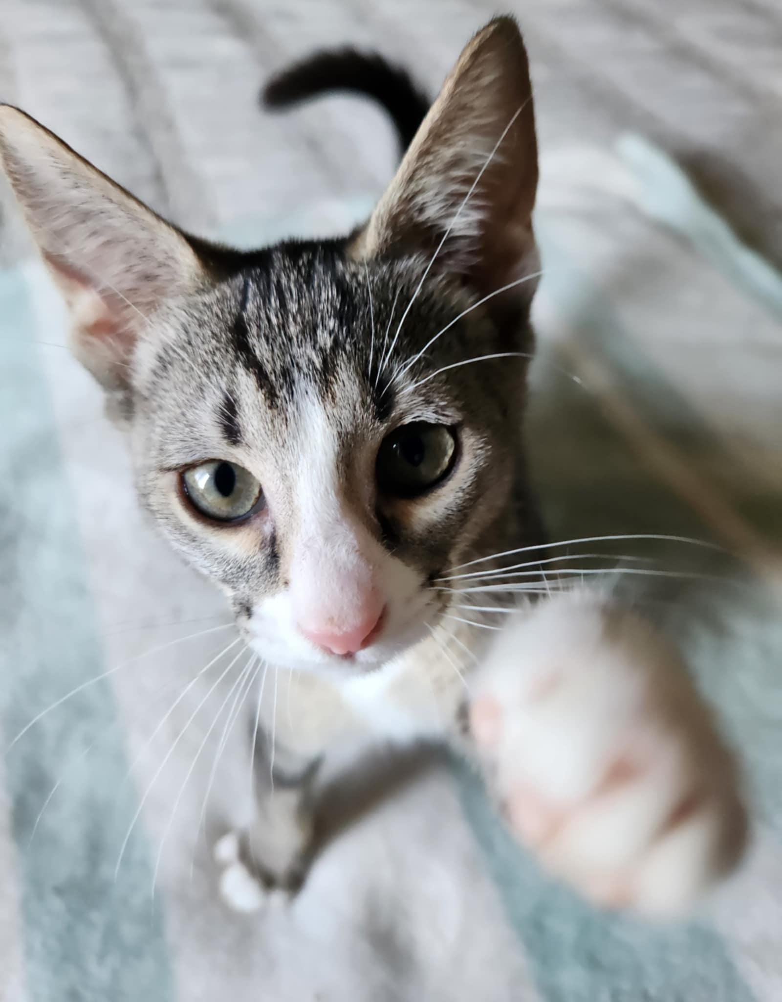 Pricilla, a Adoptable Tabby in Fresno, CA image 3/5