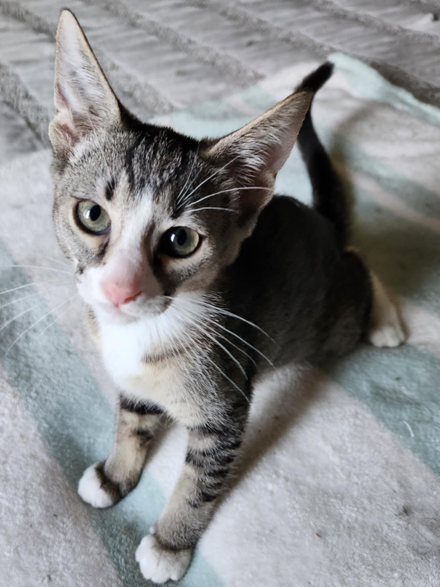 Pricilla, a Adoptable Tabby in Fresno, CA image 2/5