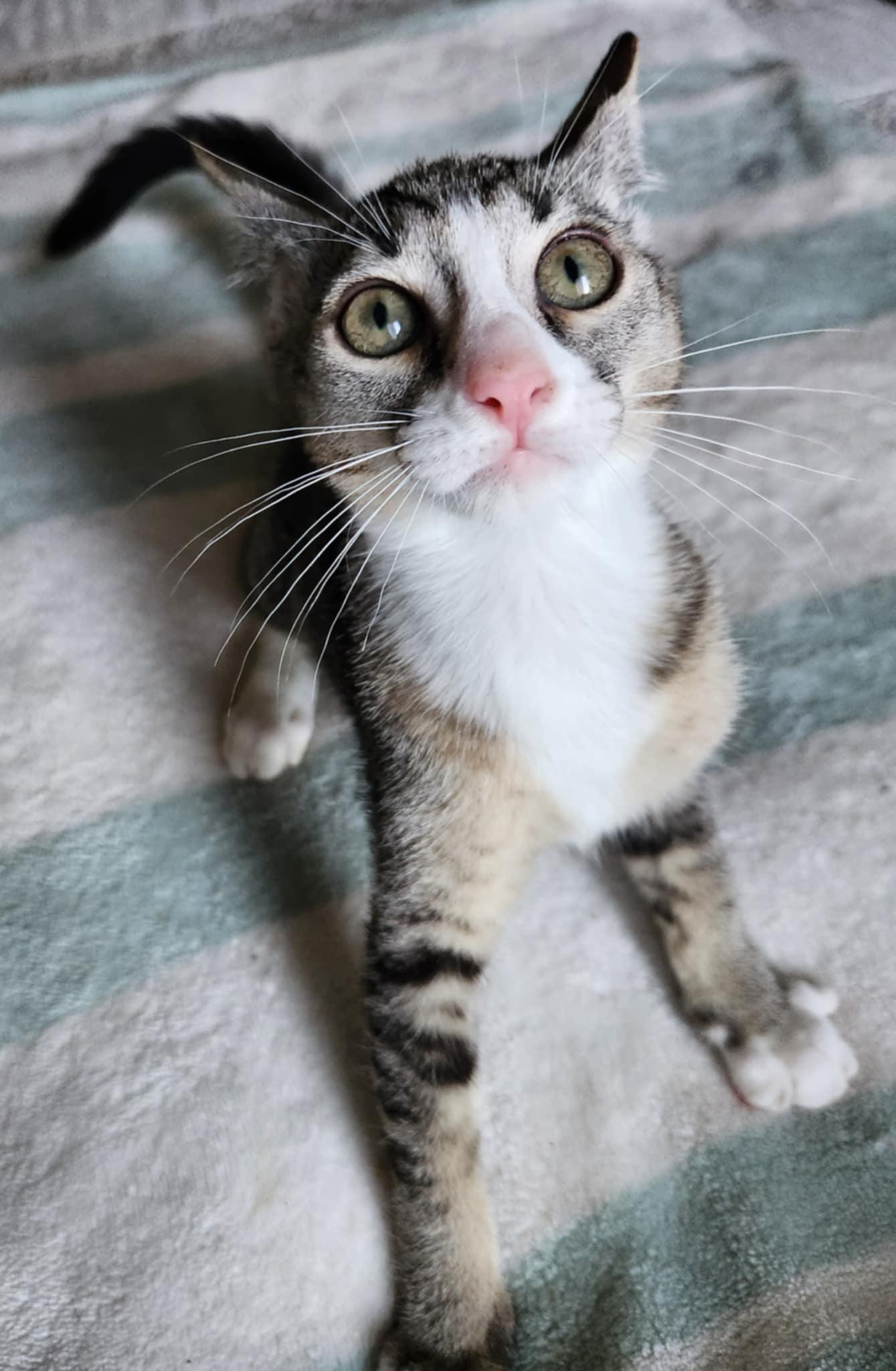 Pricilla, a Adoptable Tabby in Fresno, CA image 4/5