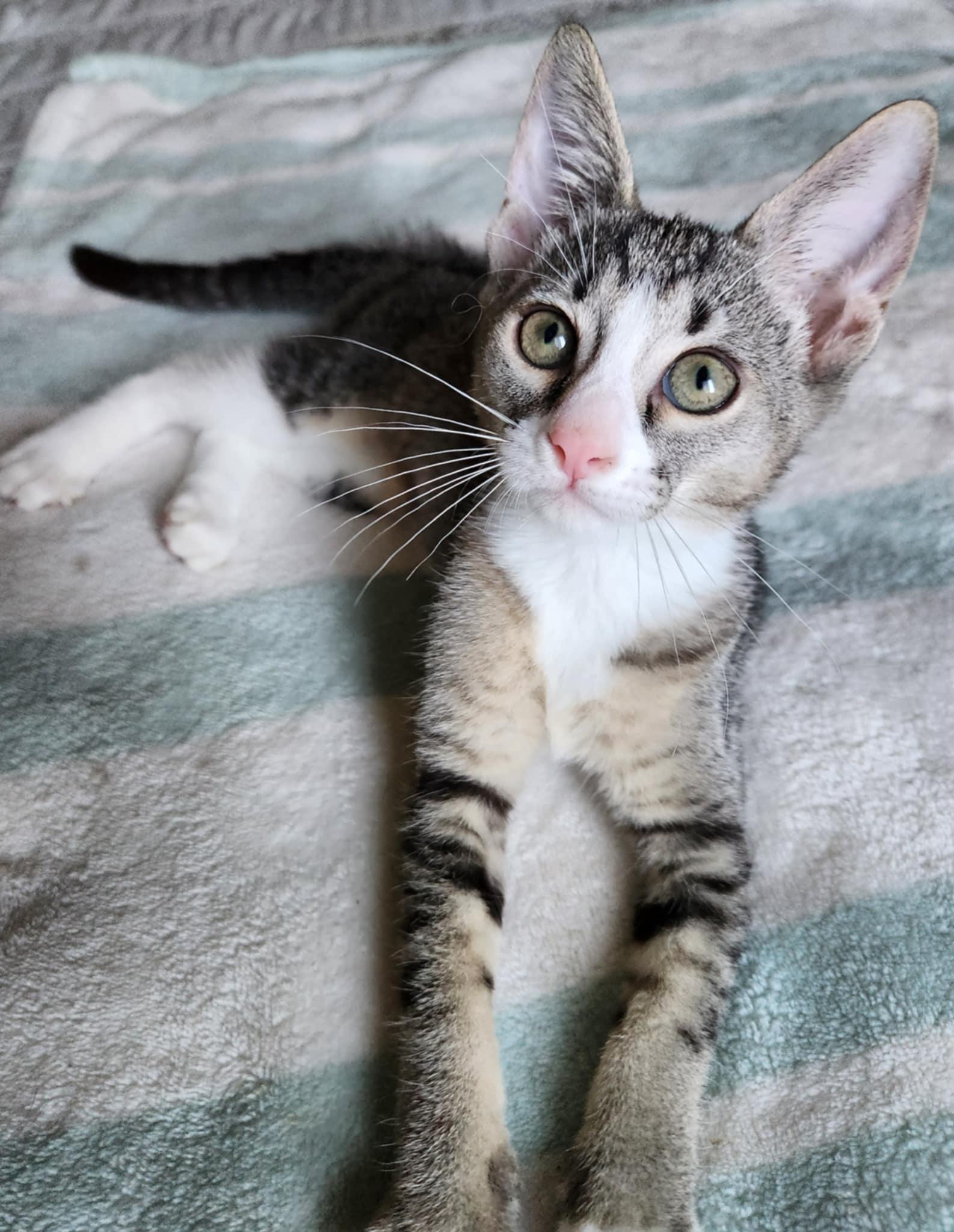 Pricilla, a Adoptable Tabby in Fresno, CA image 5/5