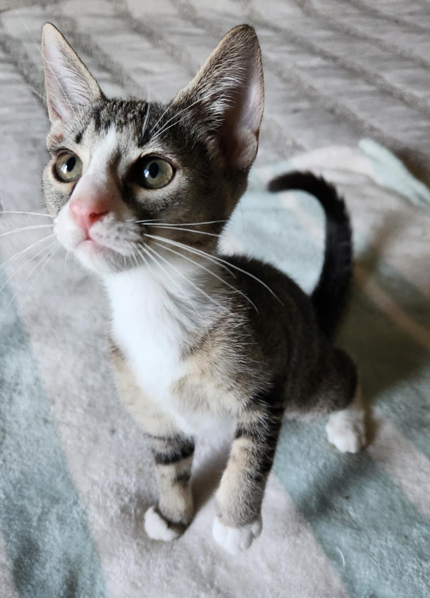 Pricilla, Adoptable, Kitten Female Tabby.