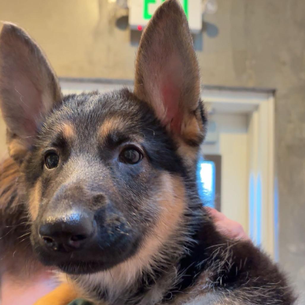 Cassie, Adoptable, Puppy Female German Shepherd Dog.