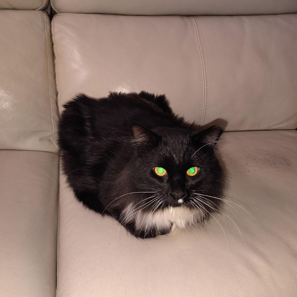 Tuxie, Adoptable, Adult Male Domestic Long Hair.