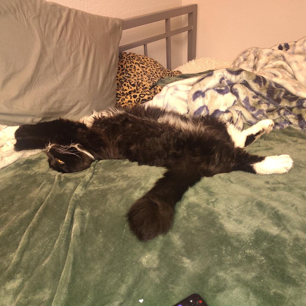 Enlarge Tuxie, a Adoptable Domestic Long Hair in Las Vegas, NV image 3/6