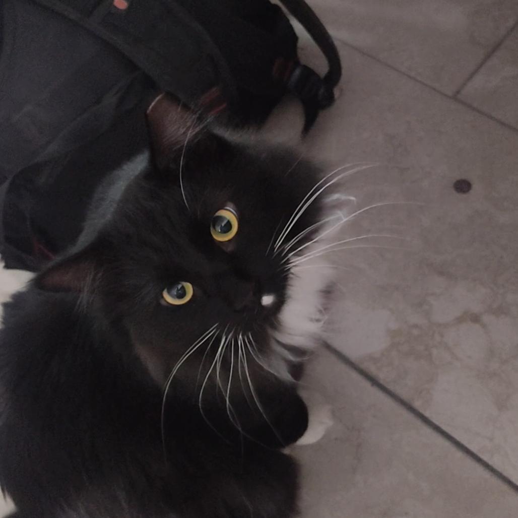 Enlarge Tuxie, a Adoptable Domestic Long Hair in Las Vegas, NV image 4/6