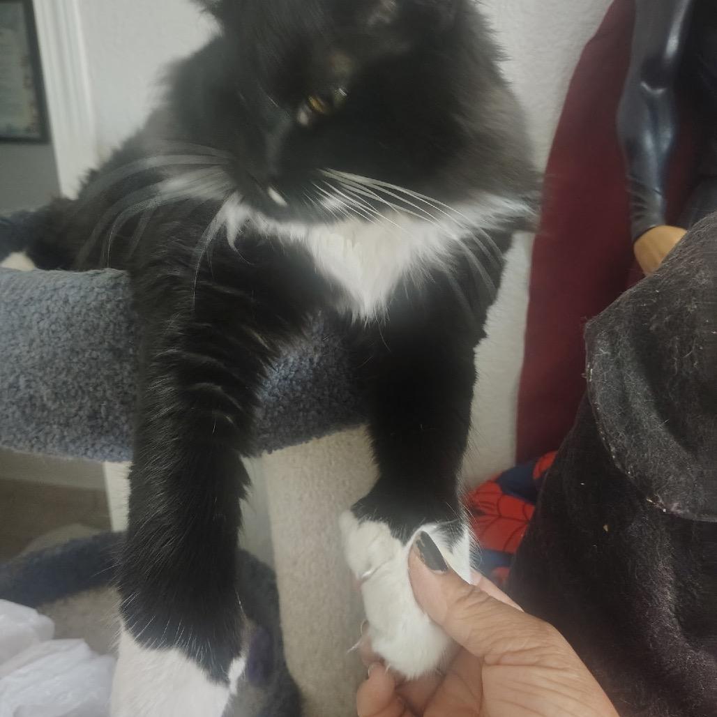 Enlarge Tuxie, a Adoptable Domestic Long Hair in Las Vegas, NV image 5/6