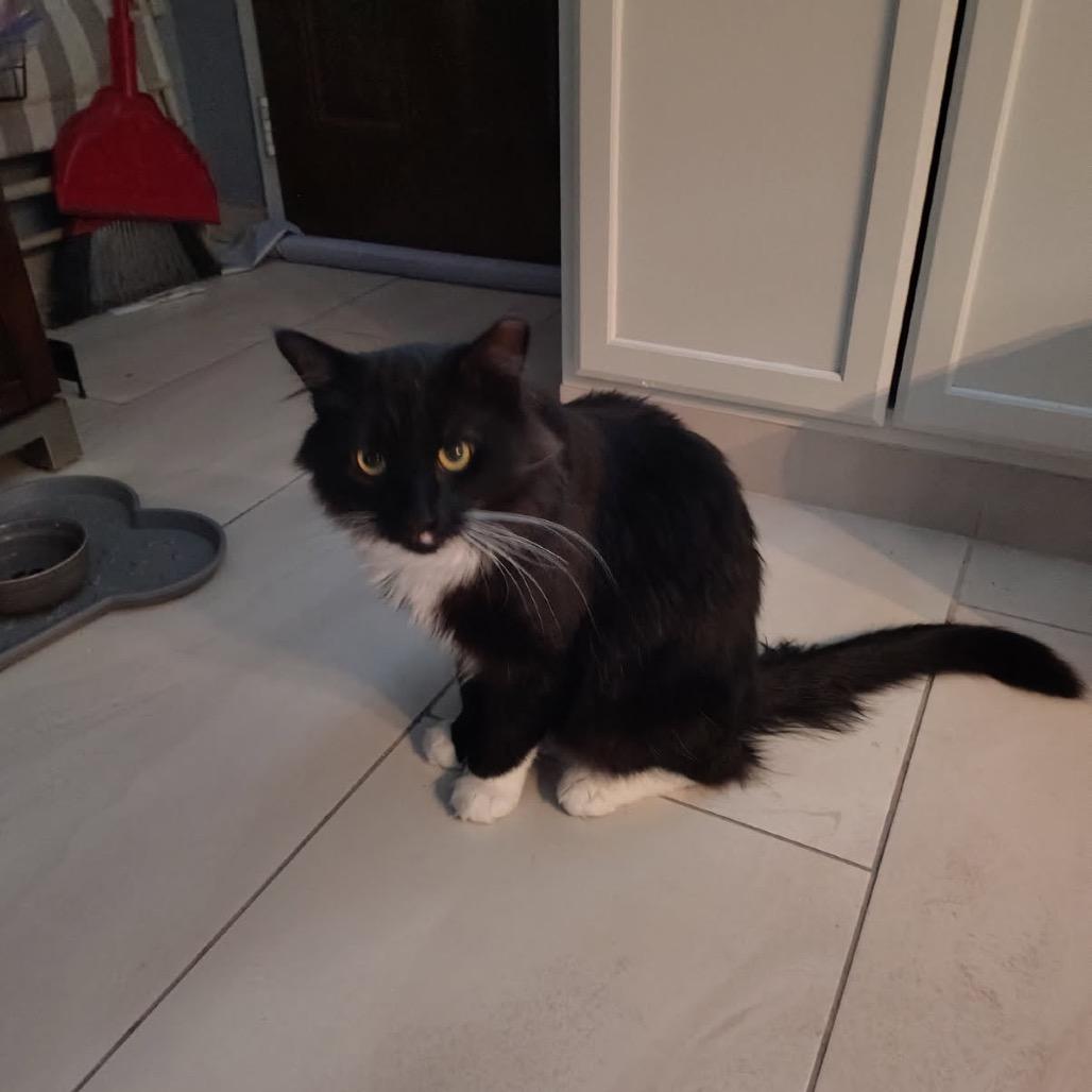 Enlarge Tuxie, a Adoptable Domestic Long Hair in Las Vegas, NV image 6/6