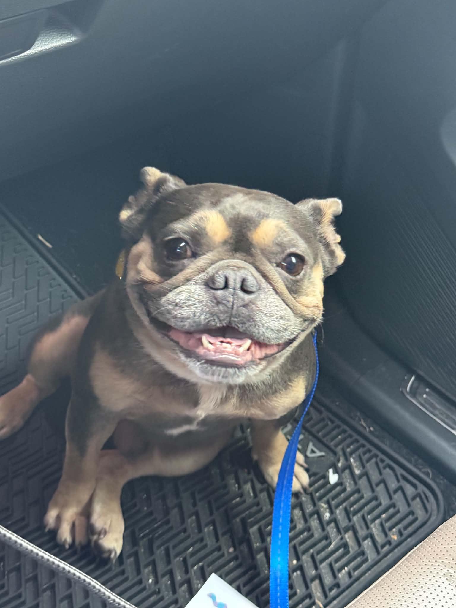 Jimothy, Adopted, Adult Male French Bulldog.