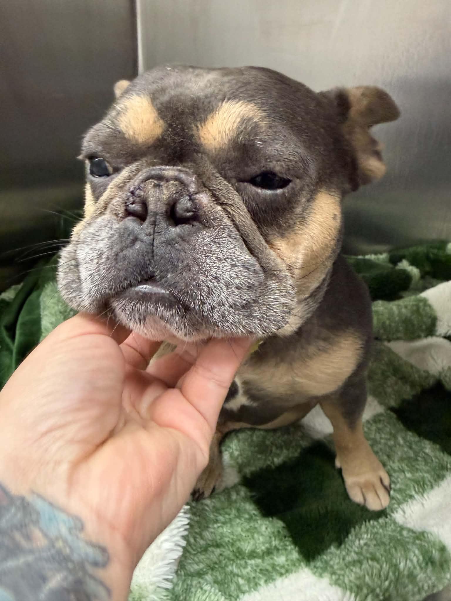 Enlarge Jimothy, a Adopted French Bulldog in Mount Pleasant, SC image 2/2