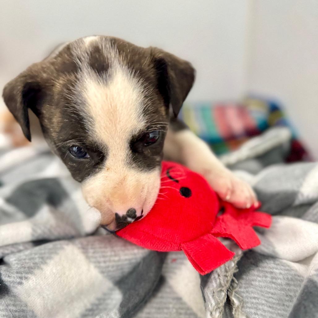 Hank Jr., Adoptable, Puppy Male Mixed Breed.