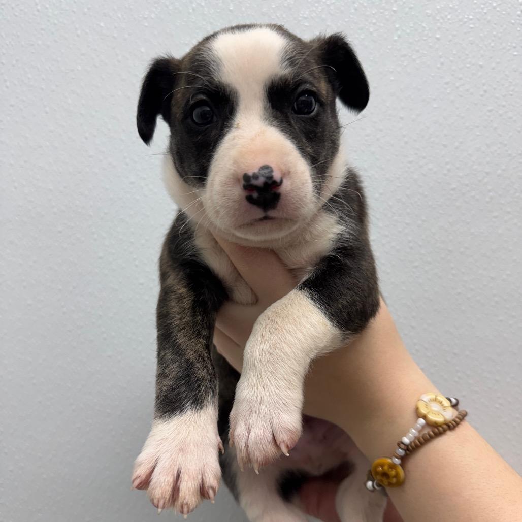 Hank Jr., a Adoptable Mixed Breed in Franklin, NC image 3/5