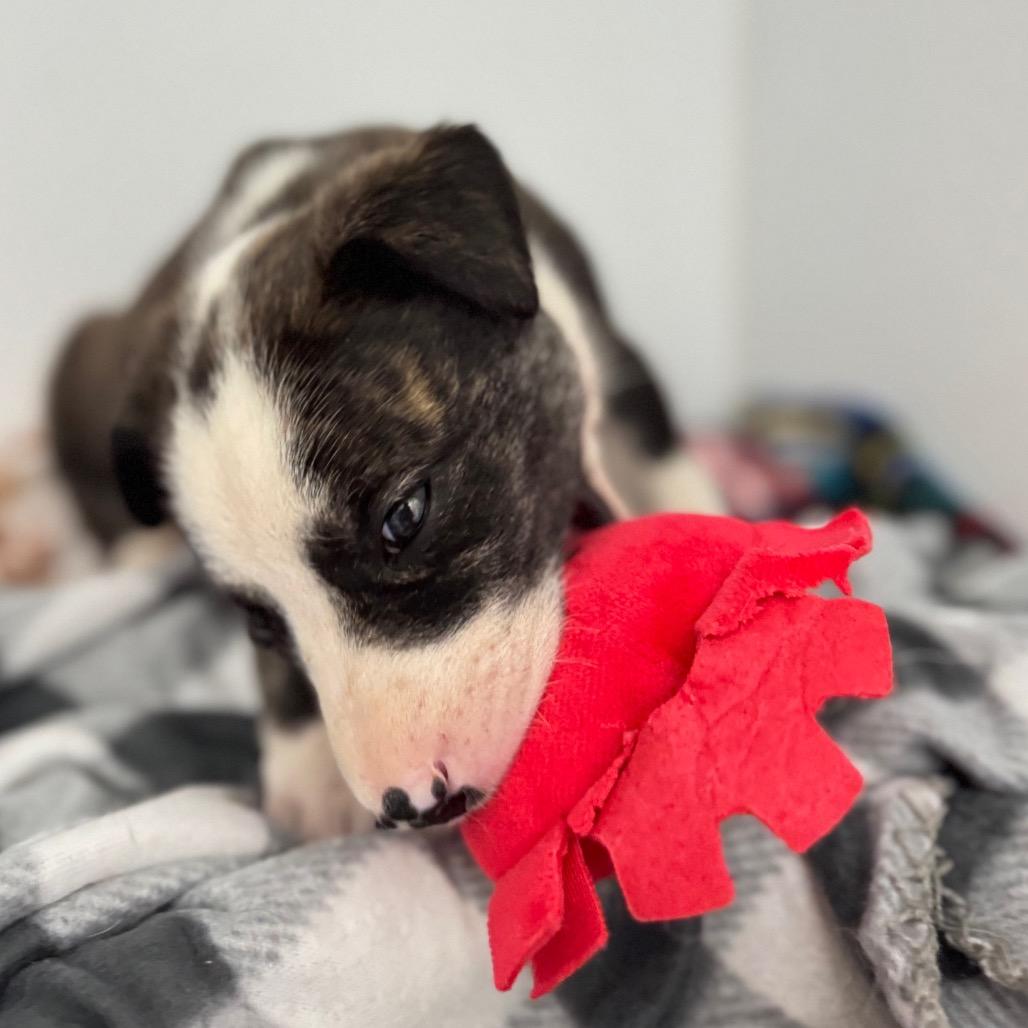 Hank Jr., a Adoptable Mixed Breed in Franklin, NC image 4/5