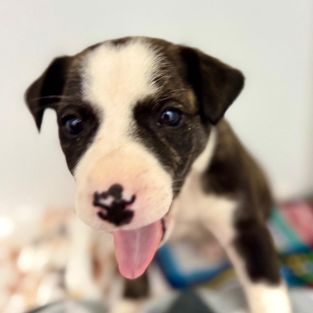 Hank Jr., a Adoptable Mixed Breed in Franklin, NC image 5/5