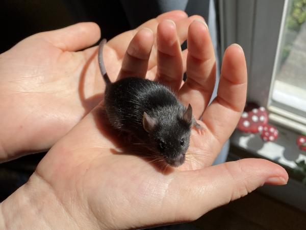 Midnight, a Adoptable Mouse in Auburn, ME image 1/3