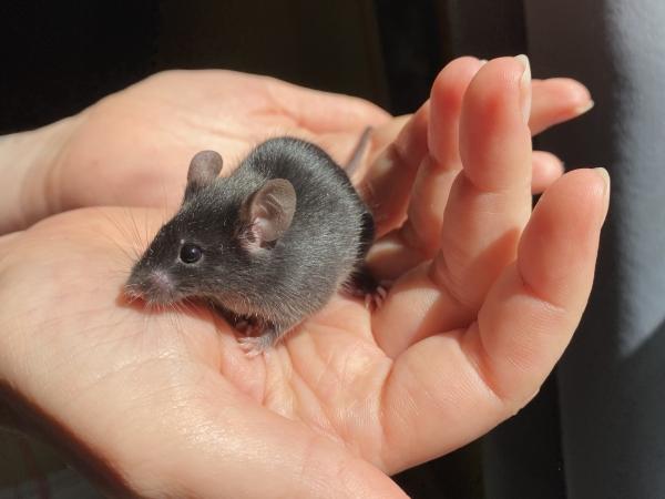 Midnight, a Adoptable Mouse in Auburn, ME image 2/3