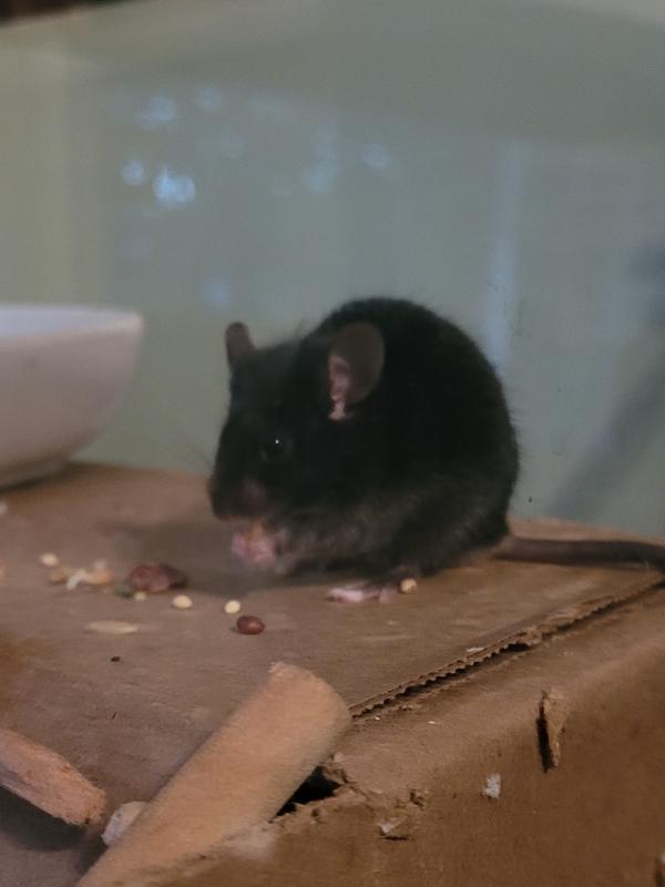 Midnight, a Adoptable Mouse in Auburn, ME image 3/3