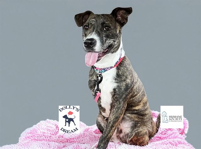 CHICKIE, Adoptable, Young Female American Staffordshire Terrier & Mixed Breed.