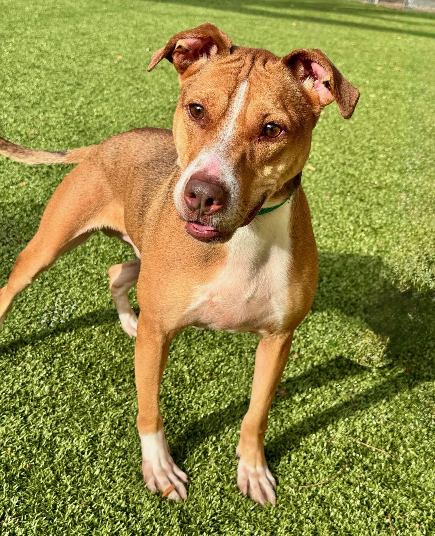 Brunswick, a Adoptable mixed breed in Hilton Head Island, SC image 4/5