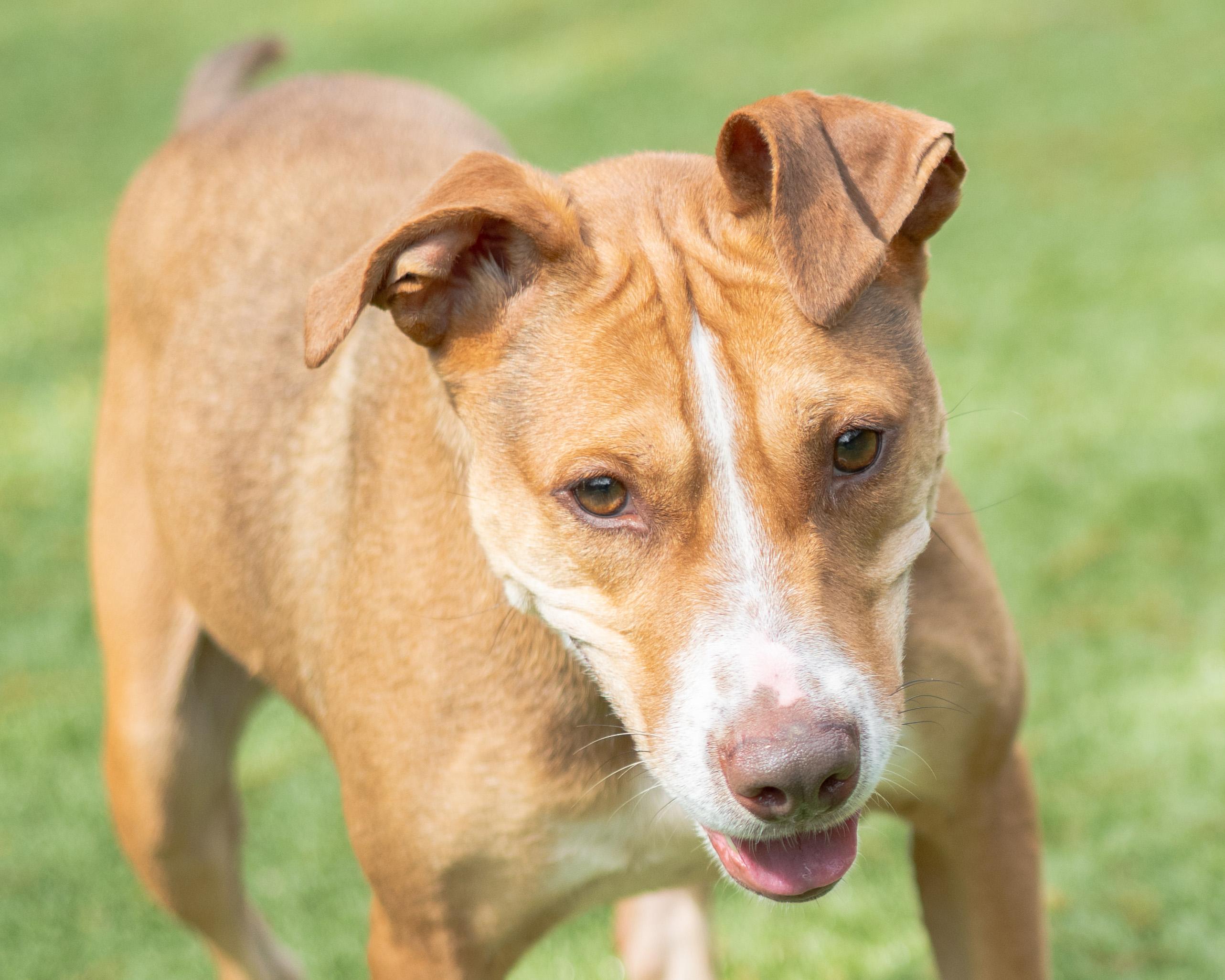 Brunswick, a Adoptable mixed breed in Hilton Head Island, SC image 1/5