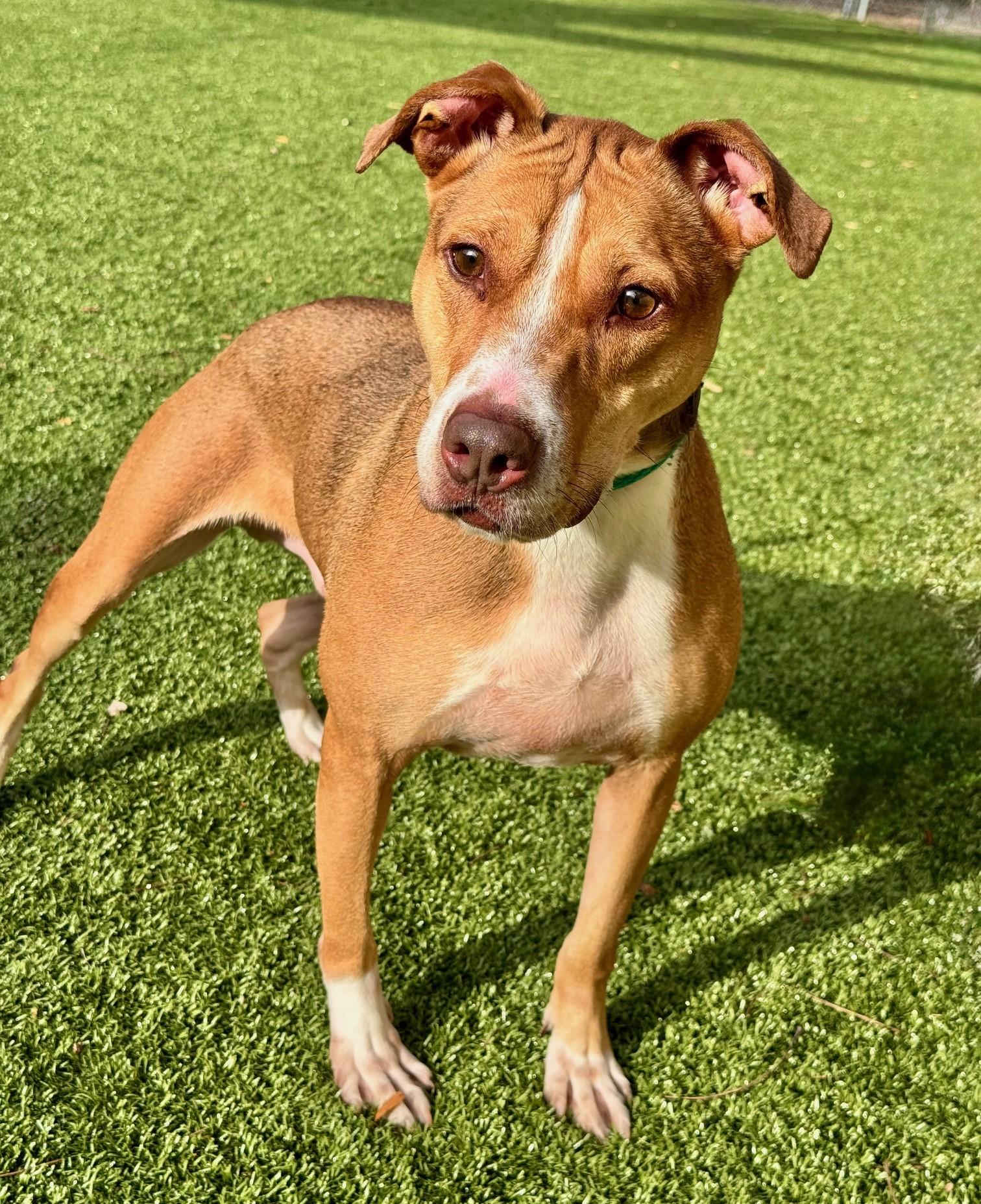 Brunswick, a Adoptable mixed breed in Hilton Head Island, SC image 5/5