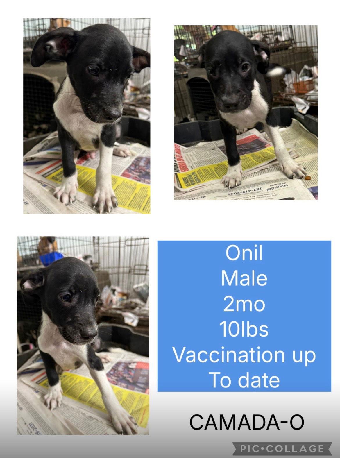Onil, Adoptable, Puppy Male Labrador Retriever.