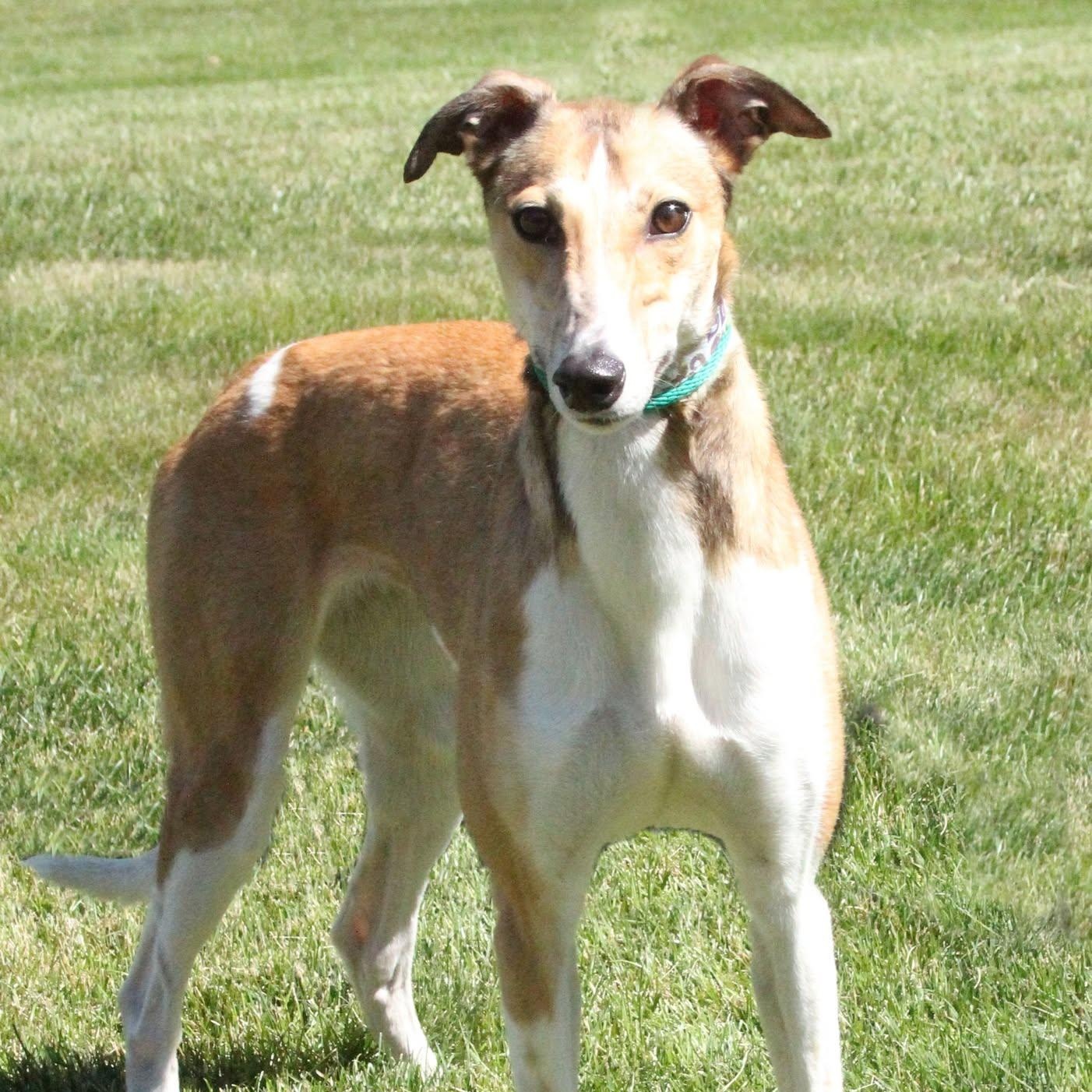 Spinner, adopted, Young Female Greyhound & Coonhound.