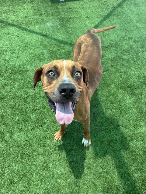 Enlarge TREVOR, a Adoptable mixed breed in Sarasota, FL image 1/1