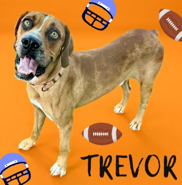 TREVOR, Adoptable, Adult Male Catahoula Leopard Dog & Redbone Coonhound.