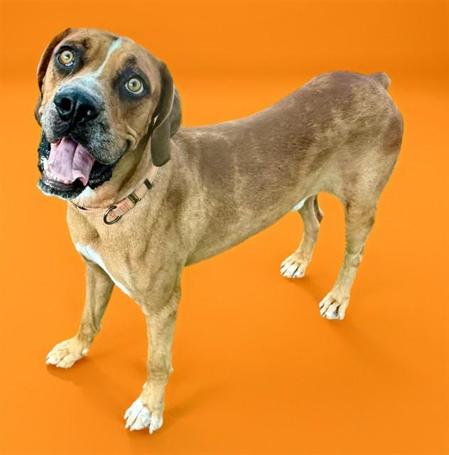 TREVOR, Adoptable, Adult Male Catahoula Leopard Dog & Redbone Coonhound.