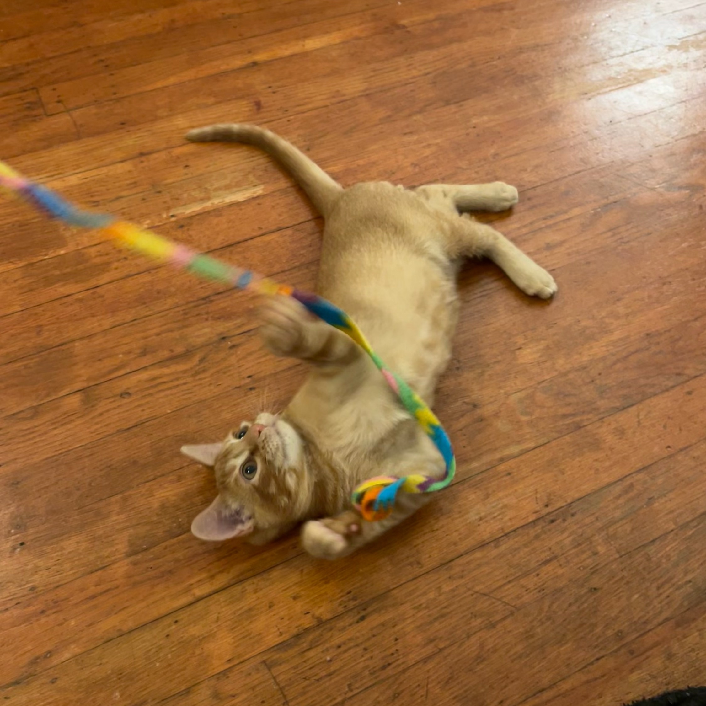 Cat for adoption Clayton, a Domestic Short Hair in Los Altos Hills