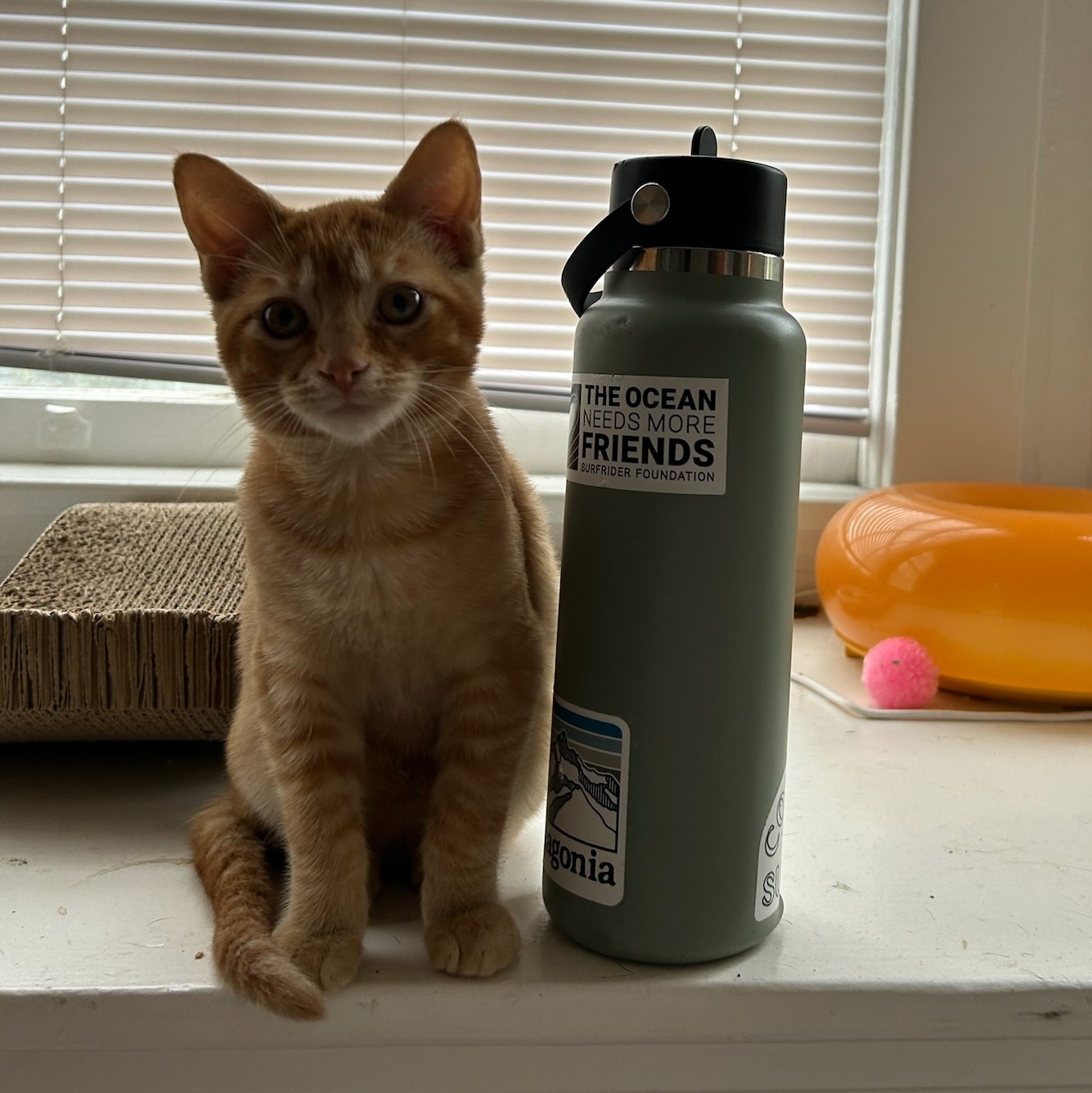 Cat for adoption Clayton, a Domestic Short Hair in Los Altos Hills