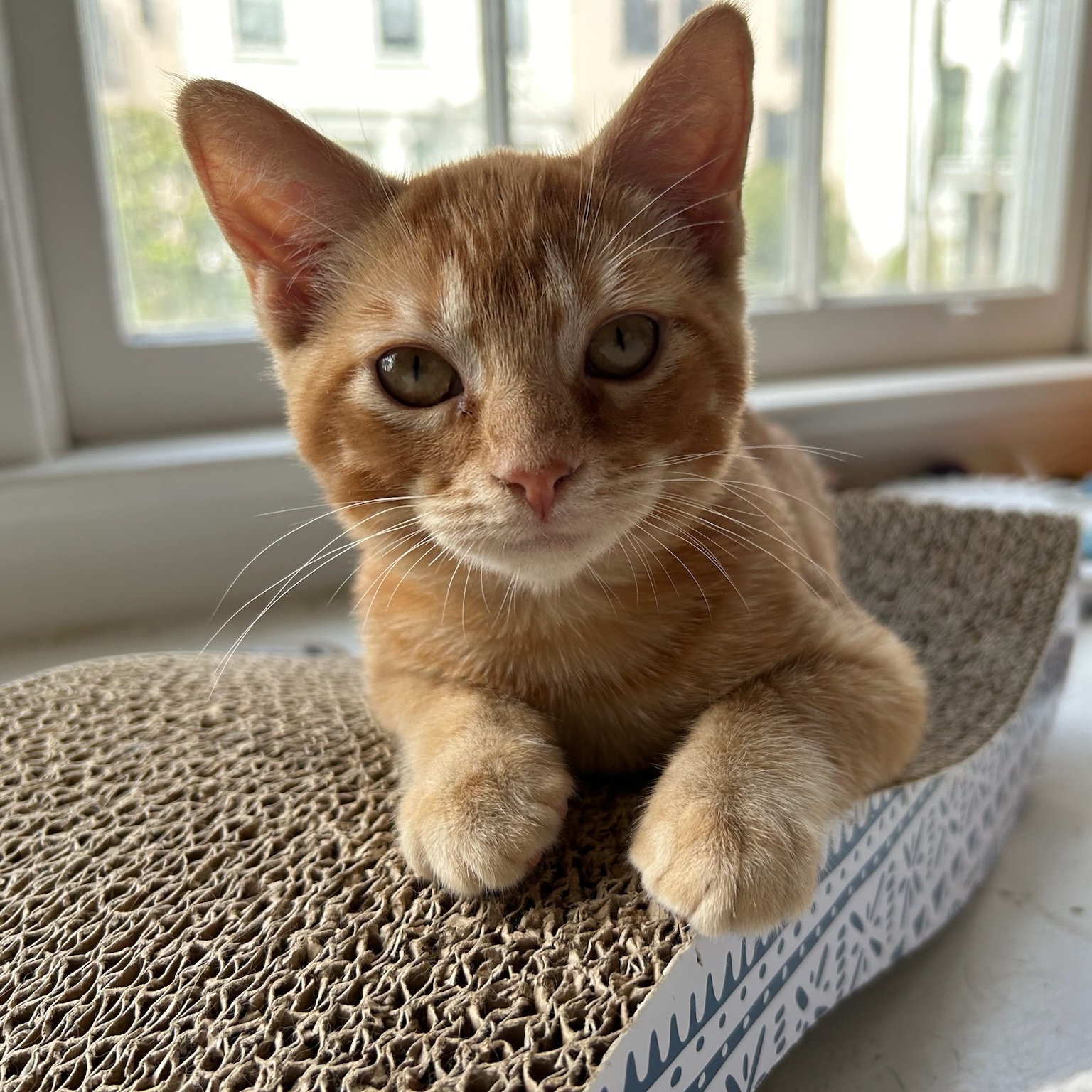 Cat for adoption Clayton, a Domestic Short Hair in Los Altos Hills