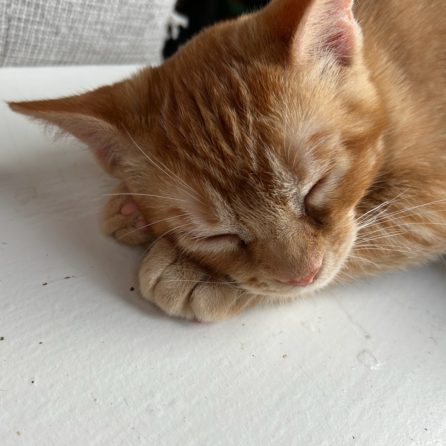 Cat for adoption Clayton, a Domestic Short Hair in Los Altos Hills