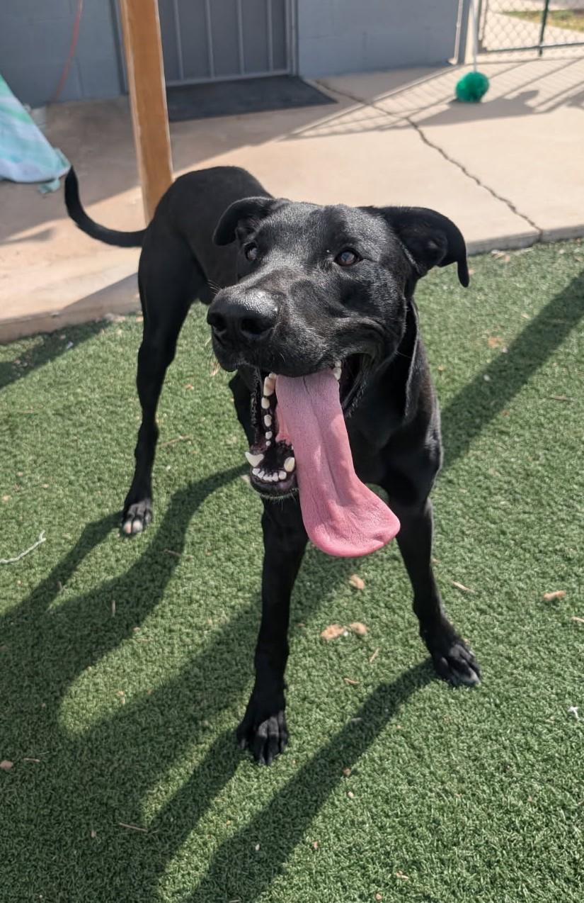 Norman, Adoptable, Puppy Male Great Dane.