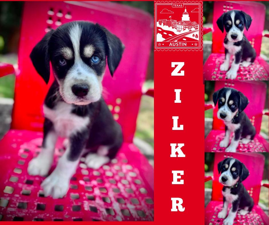 Zilker, Adoptable, Puppy Male Cocker Spaniel.
