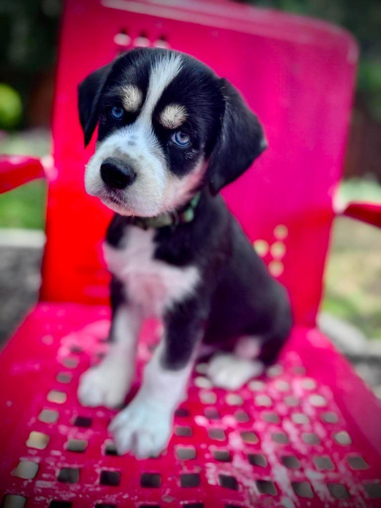 Zilker, a Adoptable Cocker Spaniel in Austin, TX image 3/4