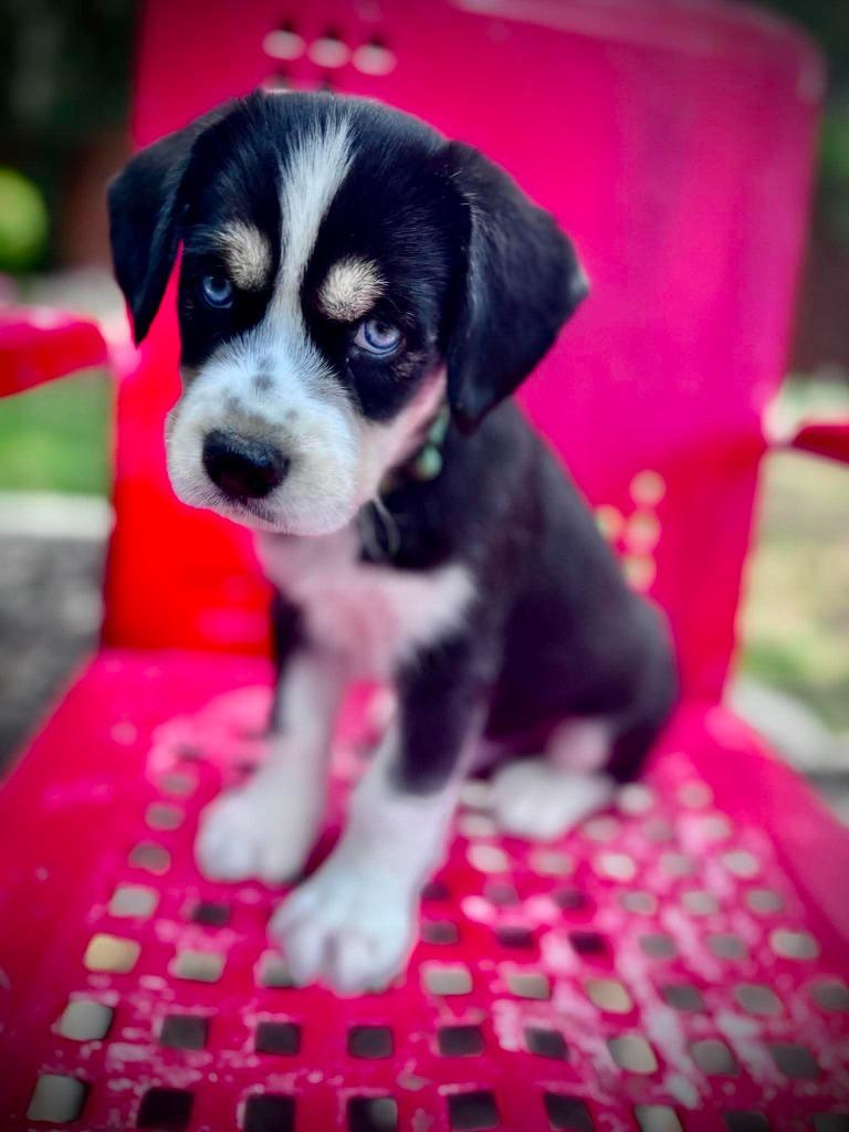 Zilker, a Adoptable Cocker Spaniel in Austin, TX image 4/4