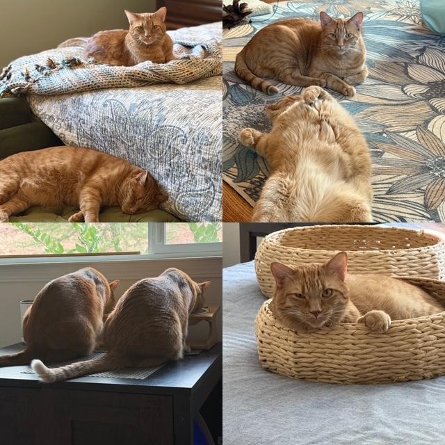 Courtesy Listing- Jonesy and Ripley, ADOPTABLE, Adult Male Domestic Short Hair.