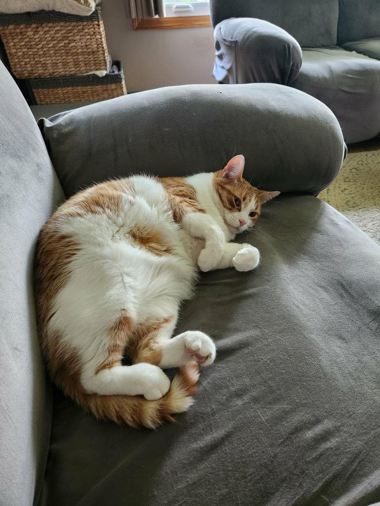 Enlarge Cheeto, a Adoptable mixed breed in Shell Lake, WI image 1/3