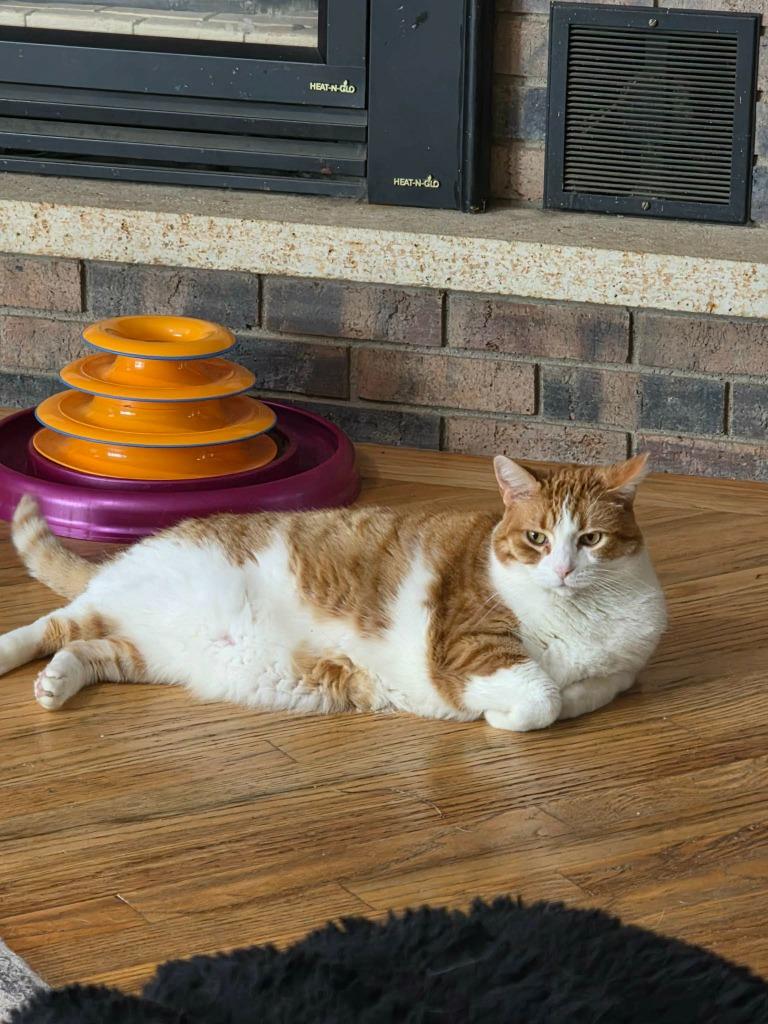 Enlarge Cheeto, a Adoptable mixed breed in Shell Lake, WI image 2/3