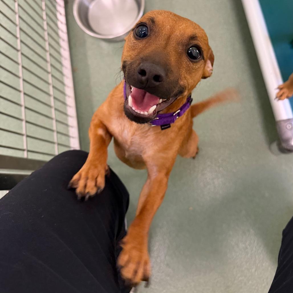Nibbles, Adoptable, Young Male Parson Russell Terrier & Chihuahua.