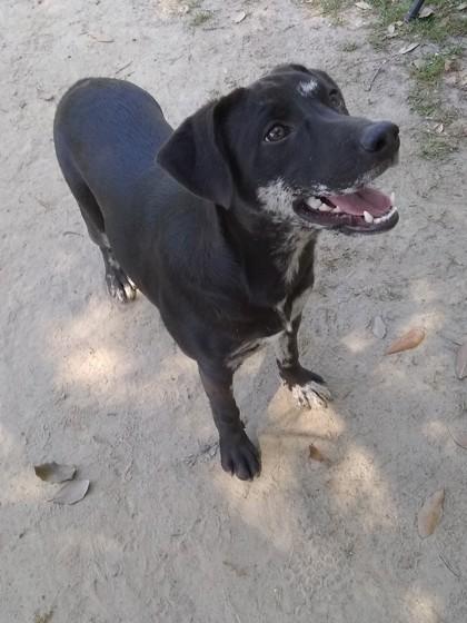 Enlarge Gamora, a Adoptable mixed breed in Covington, LA image 1/3
