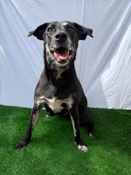 Enlarge Gamora, a Adoptable mixed breed in Covington, LA image 2/3