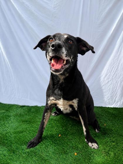 Enlarge Gamora, a Adoptable mixed breed in Covington, LA image 3/3