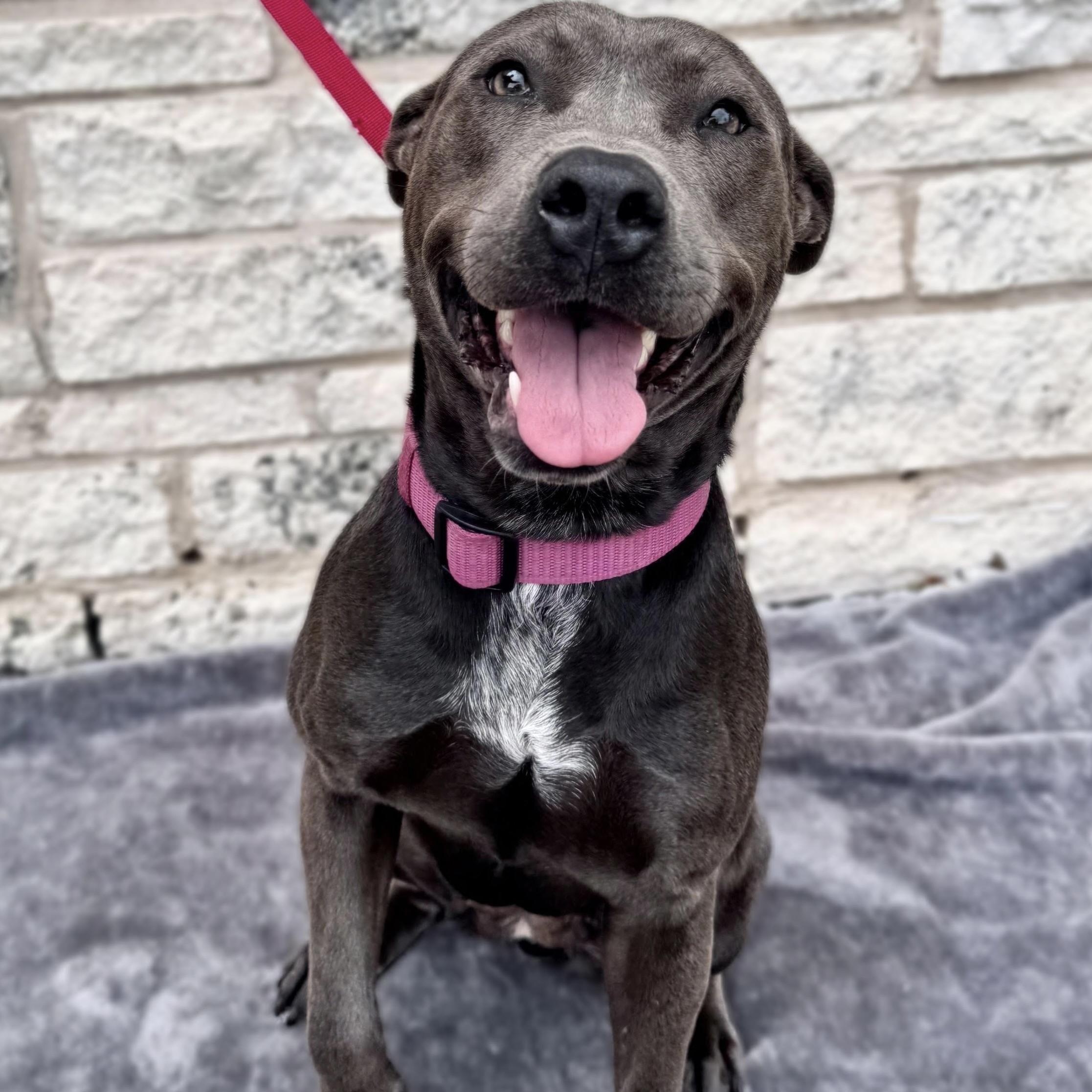 Luna, ADOPTABLE, Adult Female Mixed Breed.