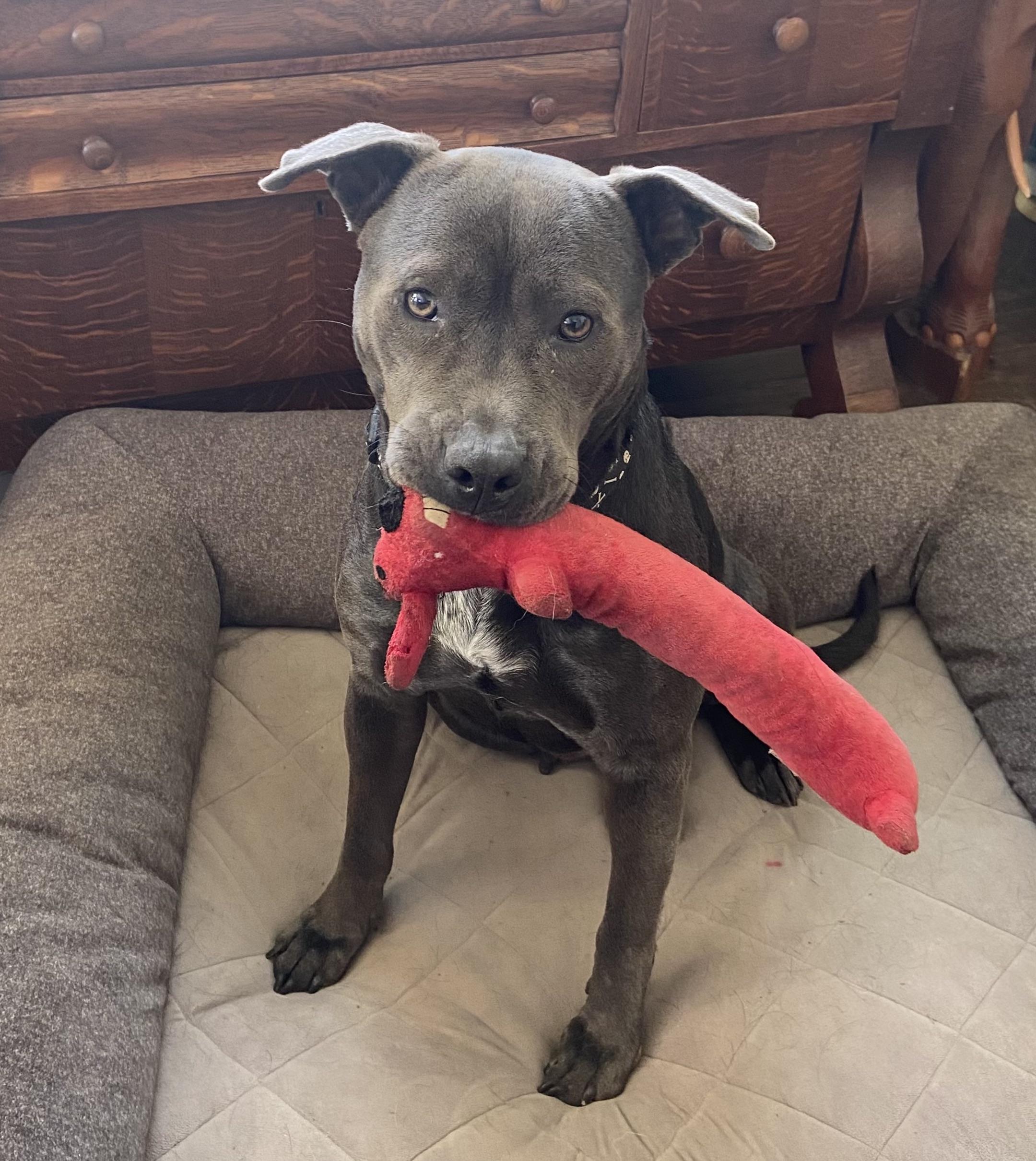 Luna, a ADOPTABLE Mixed Breed in Bryan, TX image 2/4