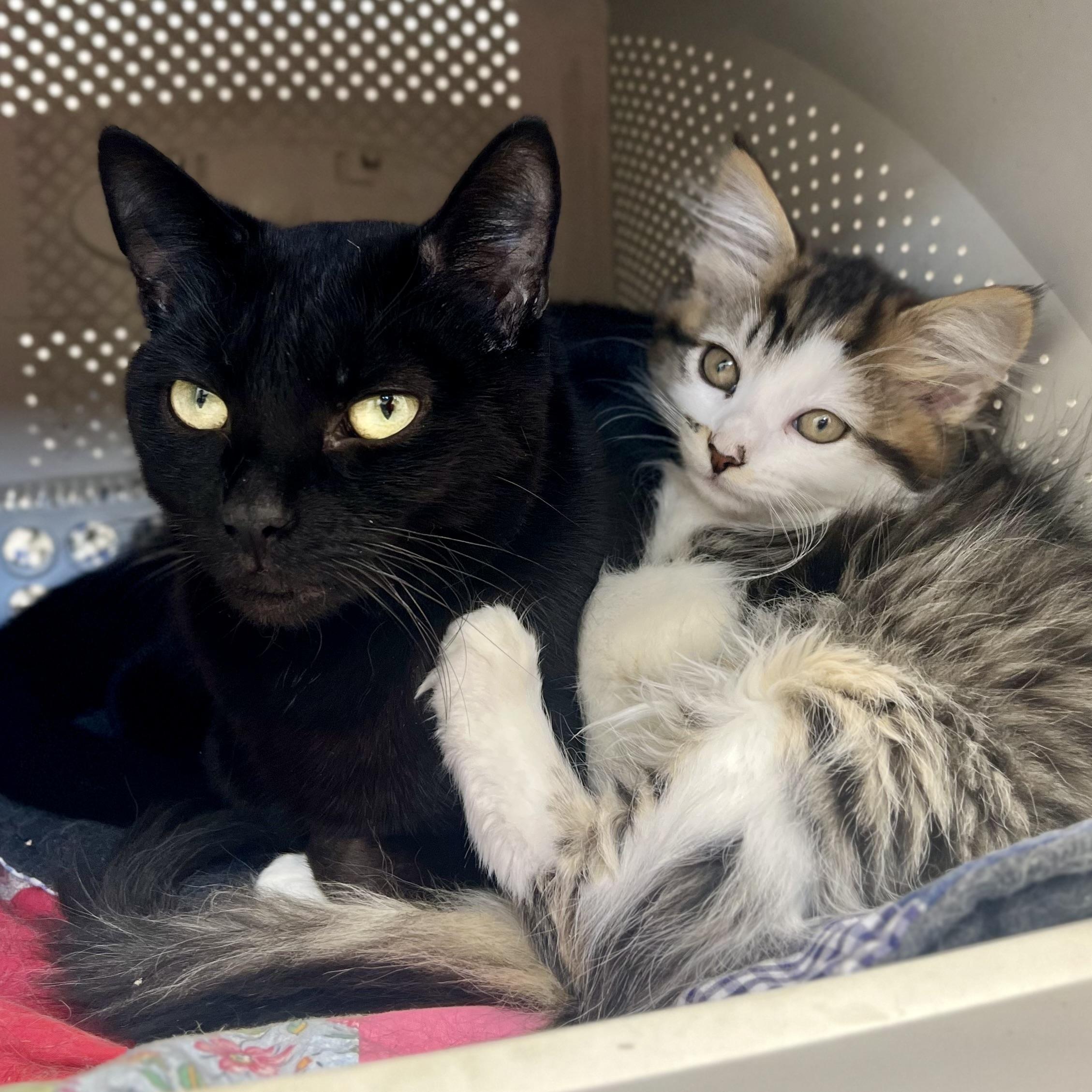 Enlarge Gaia, an adoptable Domestic Short Hair in St Stephen, NB image 1/4