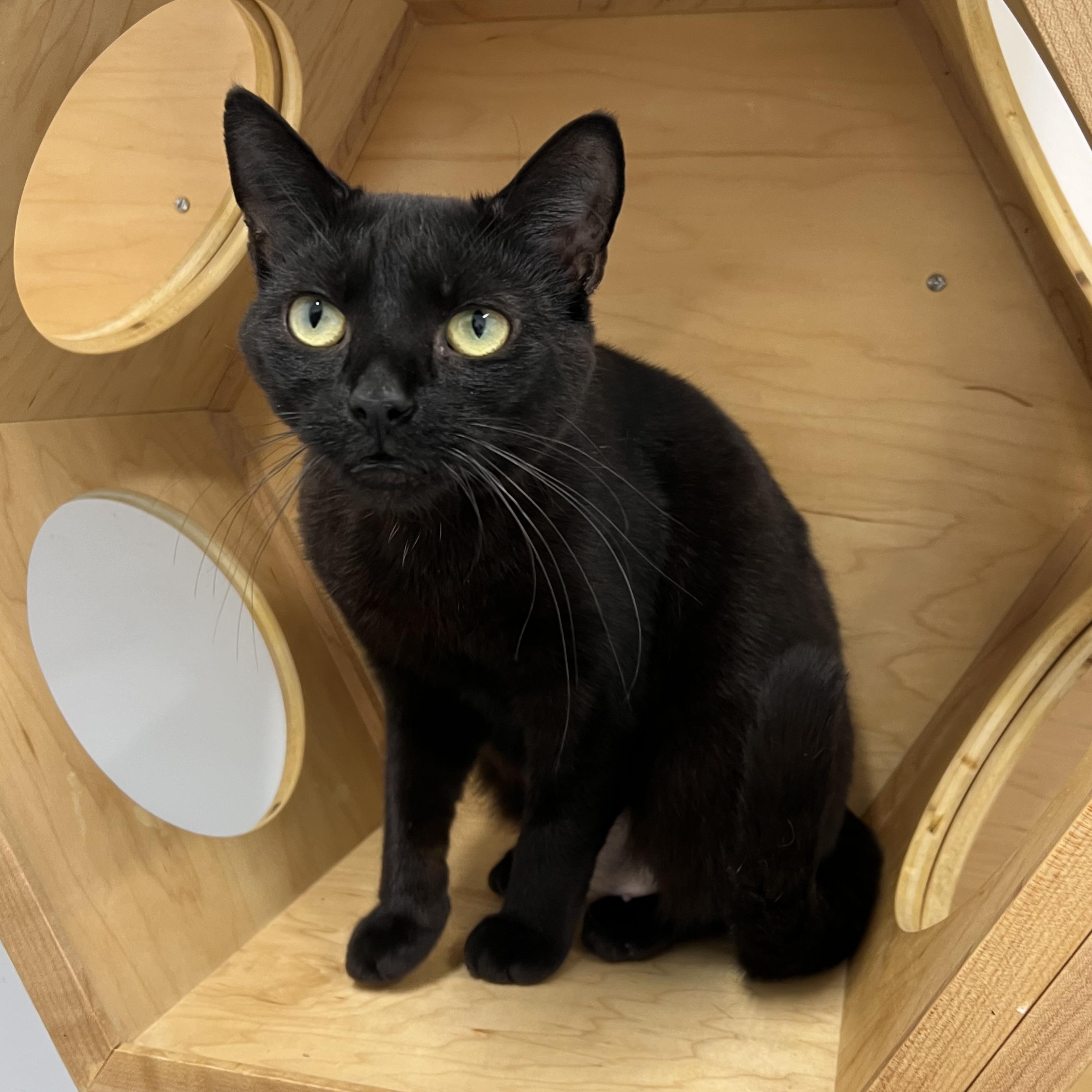Enlarge Gaia, an adoptable Domestic Short Hair in St Stephen, NB image 3/4