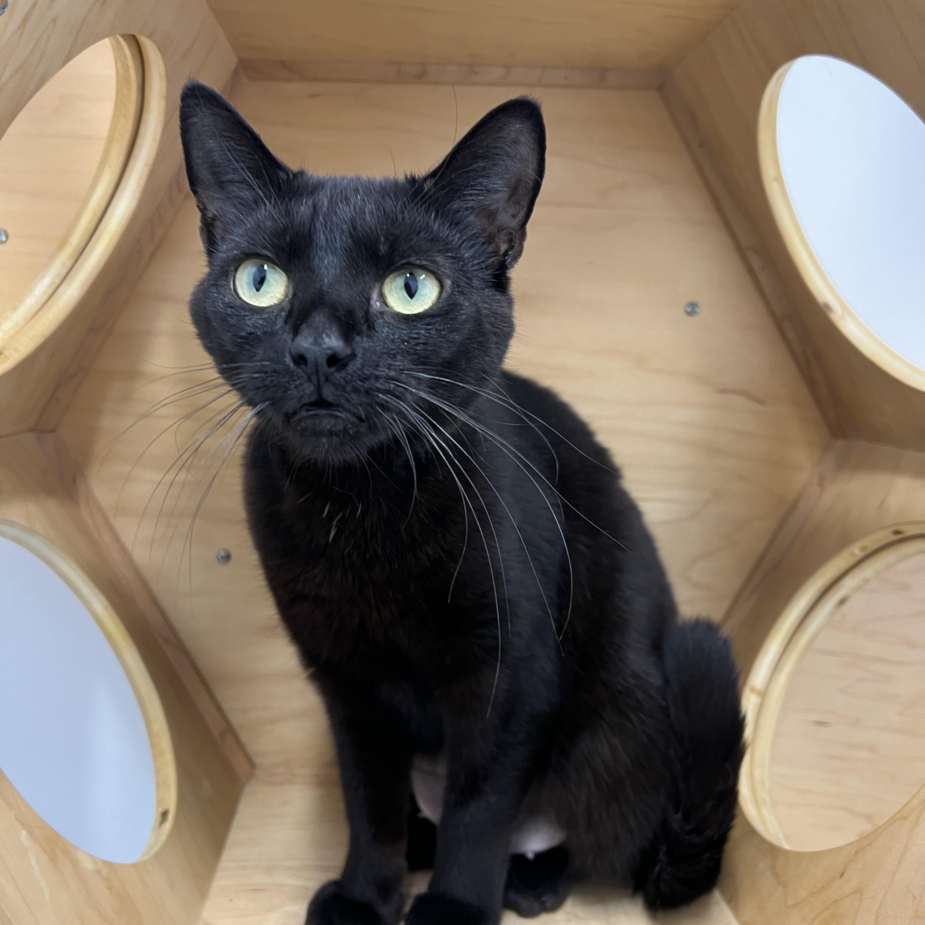 Enlarge Gaia, an adoptable Domestic Short Hair in St Stephen, NB image 4/4