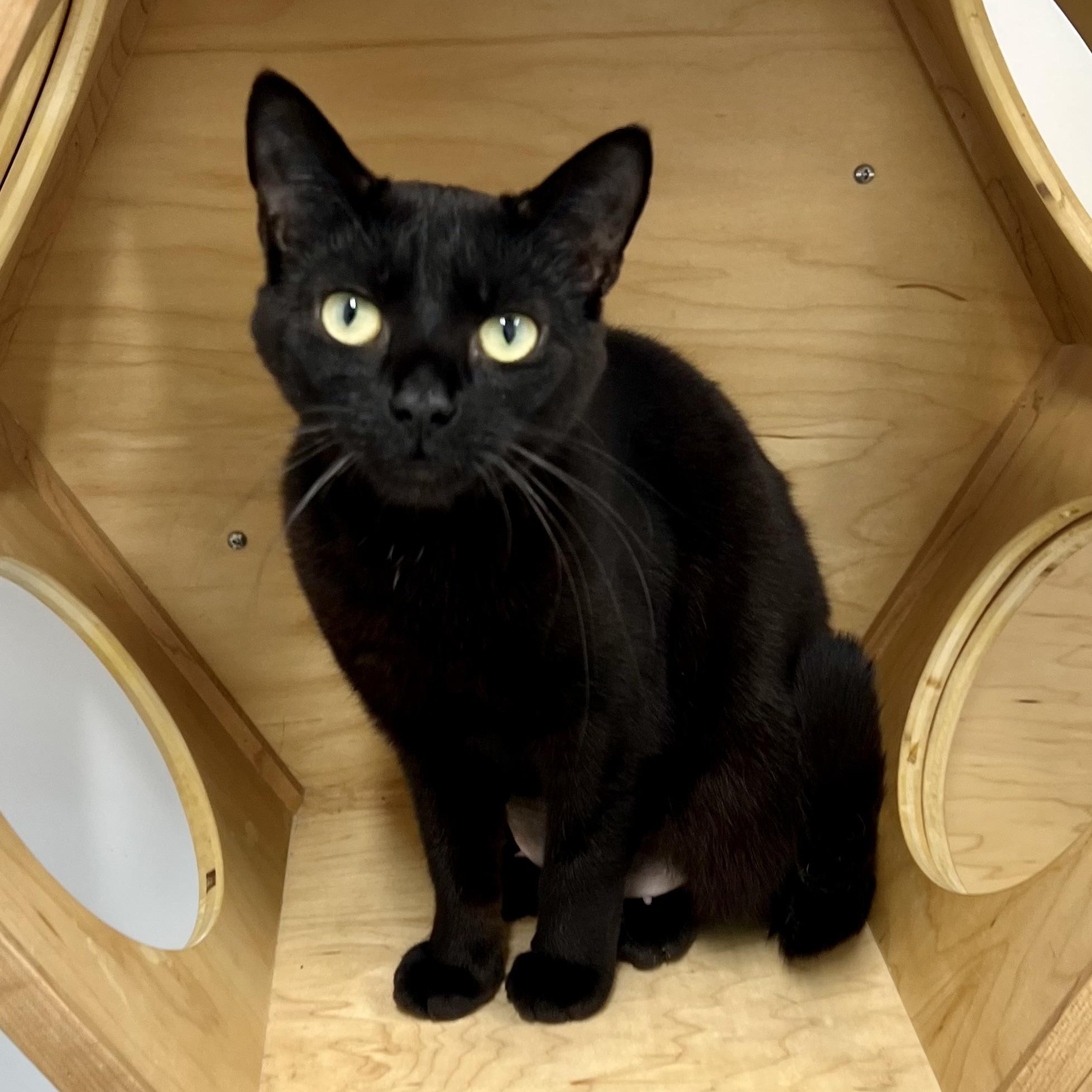 Gaia, adoptable, Adult Female Domestic Short Hair.
